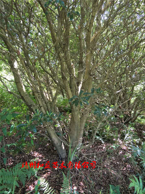 叢生楊梅樹(shù)