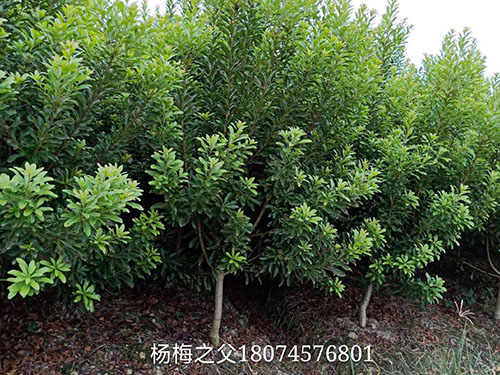 3~6公分楊梅樹、苗