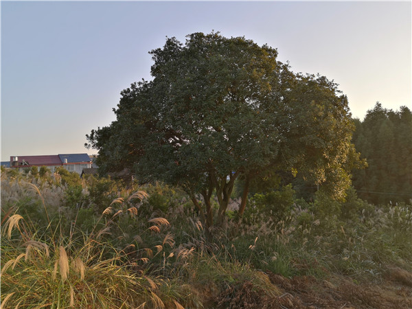 楊梅大樹(shù)20公分