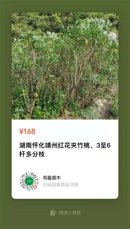 多枝6公分夾竹桃，高4米