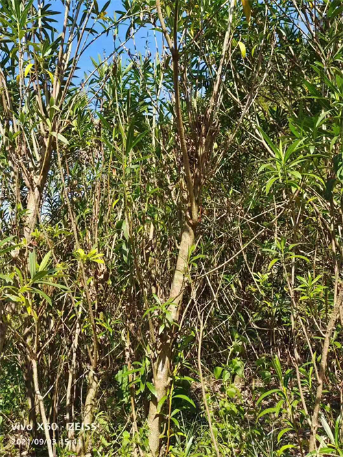 多枝6公分夾竹桃，高4米