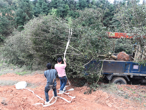 4米冠幅斷根楊梅基地，裝車場(chǎng)景
