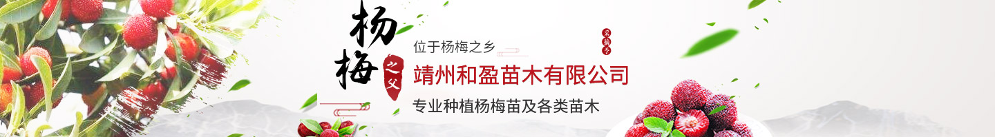 靖州和盈苗木有限公司-靖州縣斷根及移栽楊梅樹苗、桂花樹、柚子樹（黃金貢柚、紅心柚、沙田柚）、黃桃樹、大五星枇杷樹、美國紅楓、紅葉石楠、