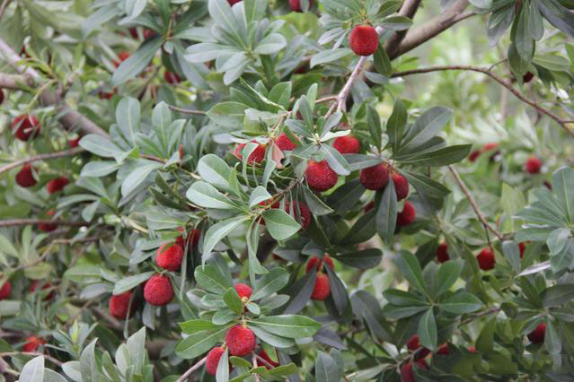 靖州和盈苗木有限公司-靖州縣斷根及移栽楊梅樹(shù)苗、桂花樹(shù)、柚子樹(shù)（黃金貢柚、紅心柚、沙田柚）、黃桃樹(shù)、大五星枇杷樹(shù)、美國(guó)紅楓、紅葉石楠