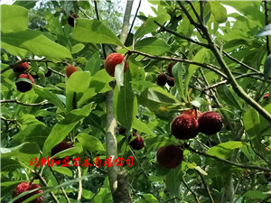 靖州和盈苗木有限公司-靖州縣斷根及移栽楊梅樹苗、桂花樹、柚子樹（黃金貢柚、紅心柚、沙田柚）、黃桃樹、大五星枇杷樹、美國紅楓、紅葉石楠