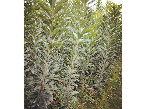 靖州和盈苗木有限公司-靖州縣斷根及移栽楊梅樹苗、桂花樹、柚子樹（黃金貢柚、紅心柚、沙田柚）、黃桃樹、大五星枇杷樹、美國紅楓、紅葉石楠