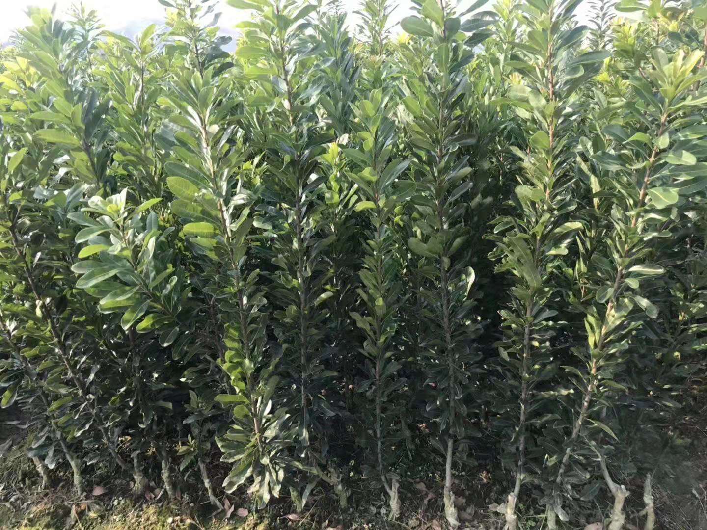 靖州和盈苗木有限公司-靖州縣斷根及移栽楊梅樹苗、桂花樹、柚子樹（黃金貢柚、紅心柚、沙田柚）、黃桃樹、大五星枇杷樹、美國紅楓、紅葉石楠