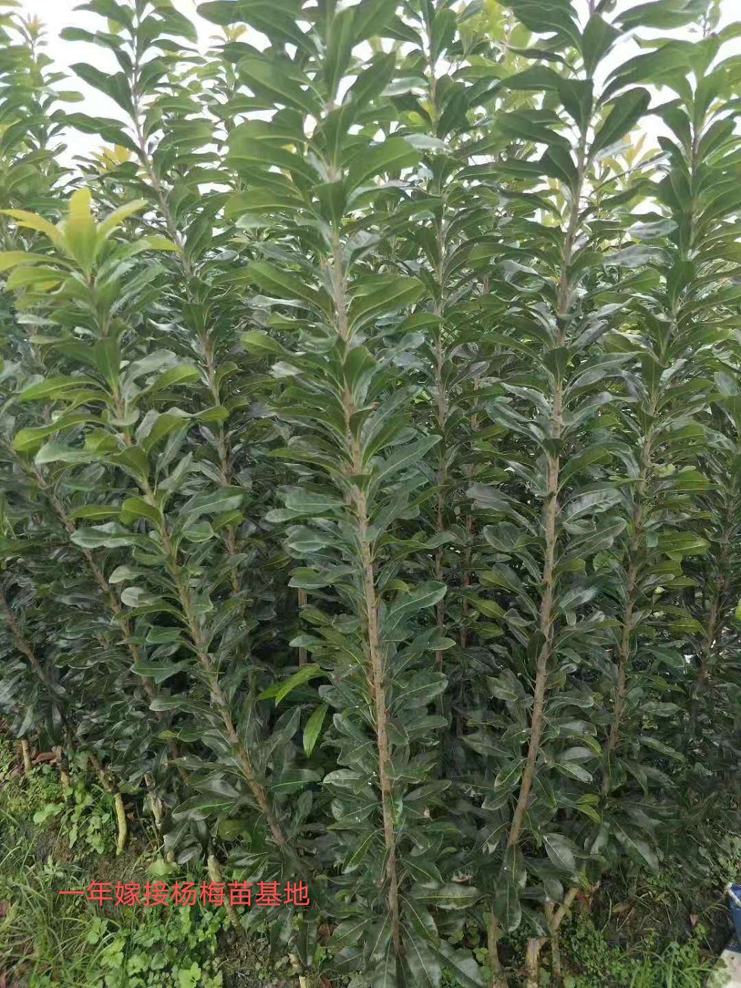 靖州和盈苗木有限公司-靖州縣斷根及移栽楊梅樹苗、桂花樹、柚子樹（黃金貢柚、紅心柚、沙田柚）、黃桃樹、大五星枇杷樹、美國紅楓、紅葉石楠