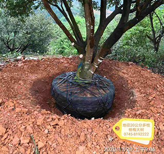 湖南森福木業有限公司,木結構別墅建造及制作,木涼亭建造及制作,木棧道建造及制作