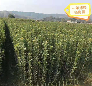 湖南森福木業有限公司,木結構別墅建造及制作,木涼亭建造及制作,木棧道建造及制作