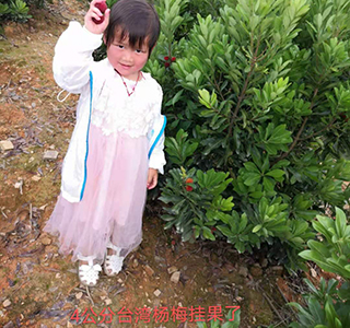 湖南森福木業有限公司,木結構別墅建造及制作,木涼亭建造及制作,木棧道建造及制作