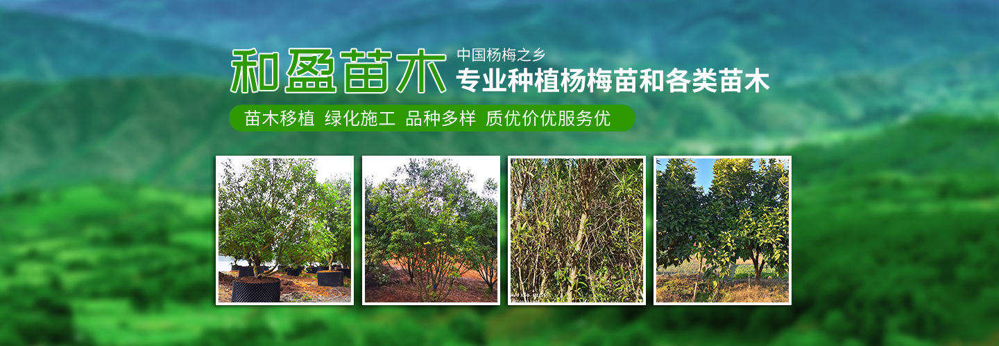 靖州和盈苗木有限公司-靖州縣斷根及移栽楊梅樹苗、桂花樹、柚子樹（黃金貢柚、紅心柚、沙田柚）、黃桃樹、大五星枇杷樹、美國紅楓、紅葉石楠、
